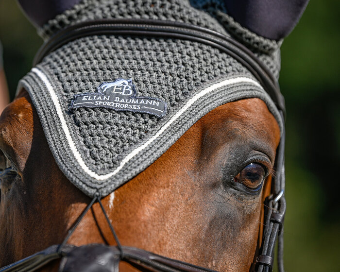 Vermittlung von Pferden